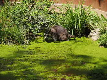 NaturOparC Hunawihr, Alsace (France)